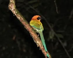 Baryphthengus martii