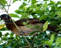 Ortalis cinereiceps