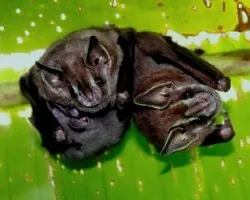 Artibeus sp