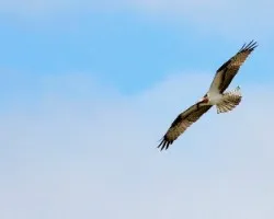 Pandion haliaetus