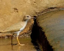 Actitis macularia