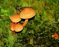 ID????