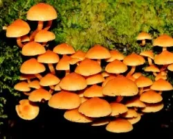 ID????