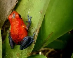 Oophaga pumilio