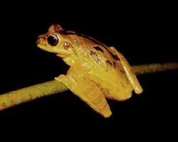 Smilisca Baudinii