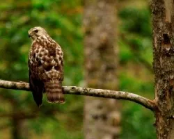 Buteo platypterus