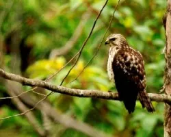 Buteo platypterus