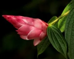 Cavendishia callista 