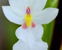 Miltoniopsis warscewiczii