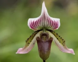Paphiopedilum spp.