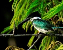 Chloroceryle amazona