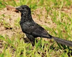 Crotophaga sulcirostris