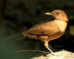 Turdus grayi