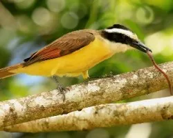 Pitangus sulphuratus