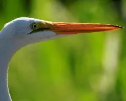 Ardea alba