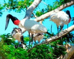 Jabiru mycteria