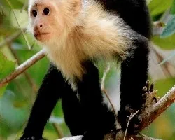 Cebus capucinus