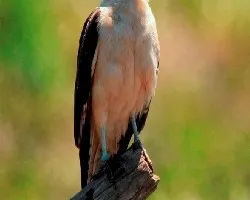 Milvago chimachima