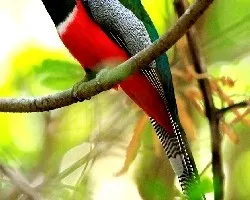 Trogon elegans