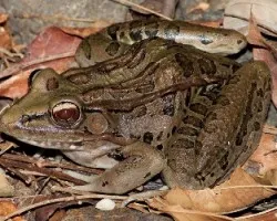 Lithobates forreri
