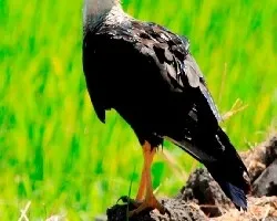 Caracara cheriway