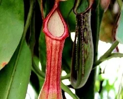 Nepenthes alata