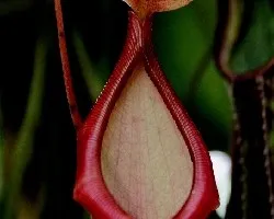 Nepenthes alata