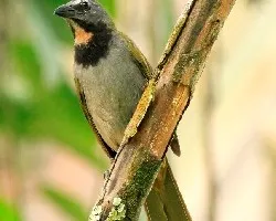 Saltator maximus