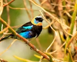 Tangara larvata