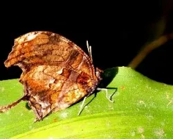 Mariposa