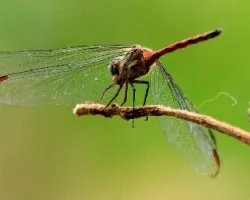 LIbélula