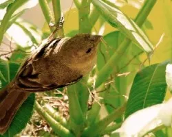 Sporophila torqueola