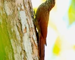 Lepidocolaptes souleyetii