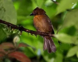Habia fuscicauda