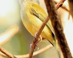 Tolmomyias sulphurescens