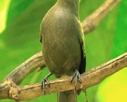 Thraupis palmarum