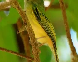 Tolmomyias sulphurescens