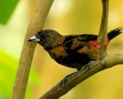 Ramphocelus passerinii