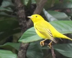 Setophaga petechia