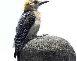 Melanerpes hoffmannii