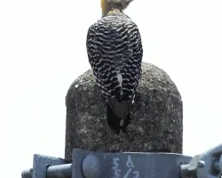 Melanerpes hoffmannii