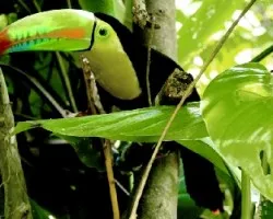 Ramphastos sulfuratus