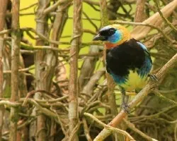 Tangara larvata