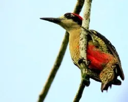 Melanerpes pucherani