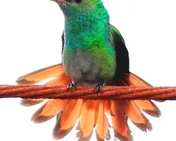 Amazilia tzacatl