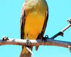 Myiarchus tirannulus