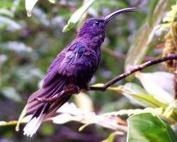 Campylopterus hemileucurus