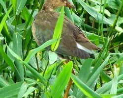 Porphyrio martinica