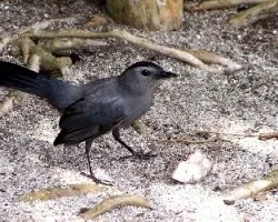 Dumetella carolinensis