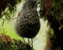 Turdus nigrescens